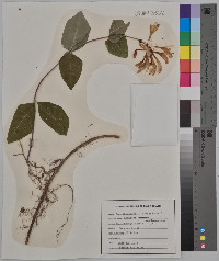 Lonicera periclymenum image