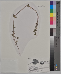 Moehringia lateriflora image