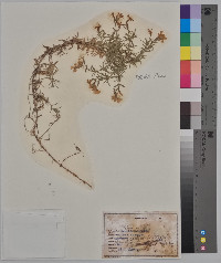 Silene acaulis image