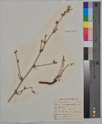 Cichorium intybus image