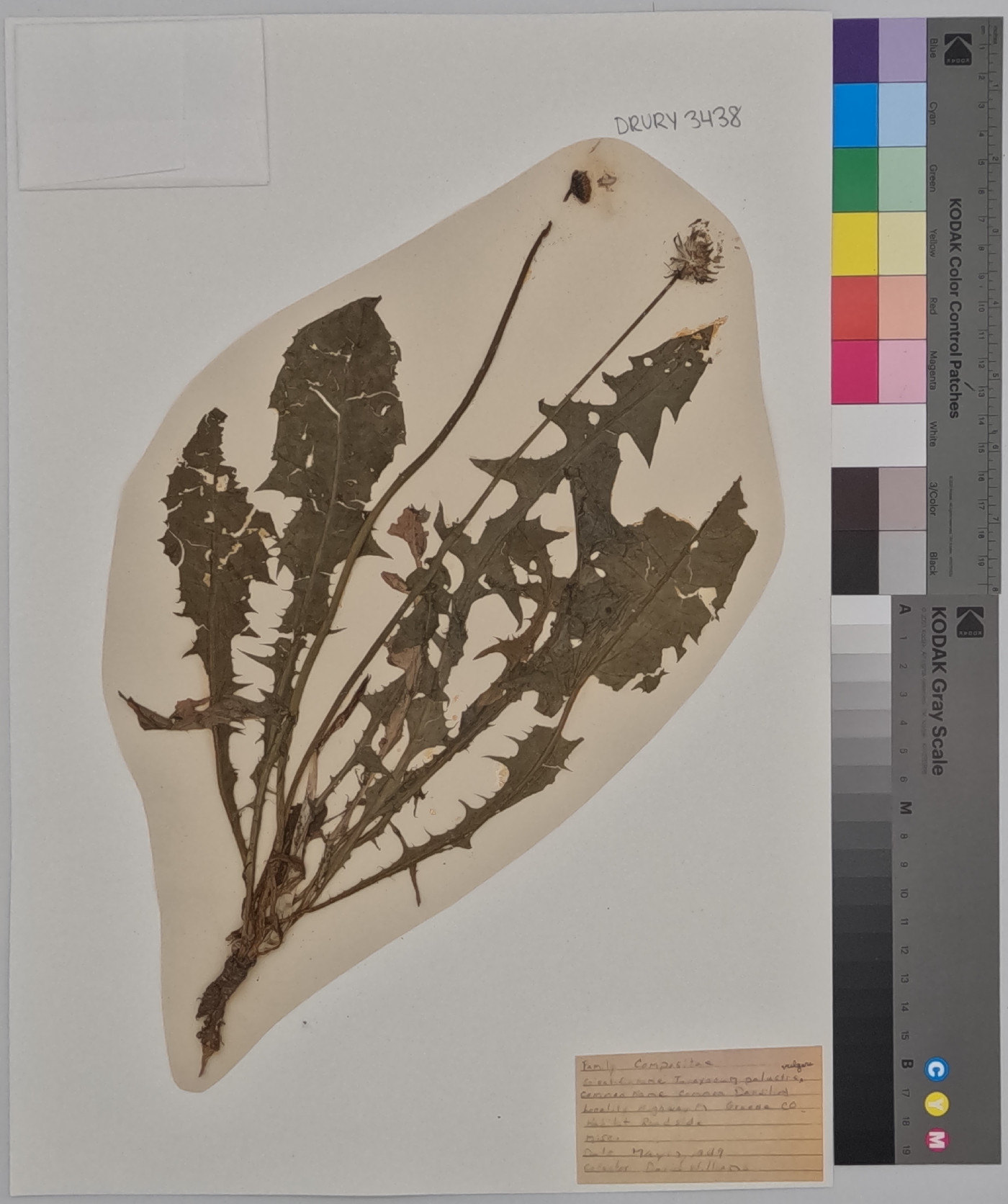 Taraxacum officinale subsp. officinale image