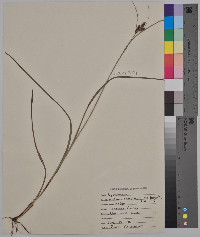 Carex complanata var. hirsuta image
