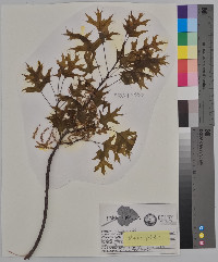 Quercus palustris image