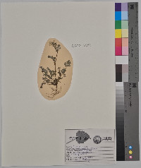 Corydalis flavula image