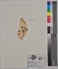 Corydalis flavula image
