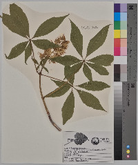 Aesculus glabra image