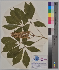 Aesculus glabra image