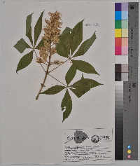 Aesculus glabra image