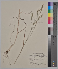 Bromus racemosus image