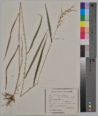 Elymus hystrix image