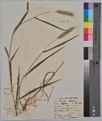 Elymus villosus image