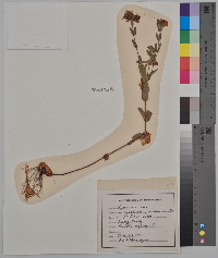 Hypericum pseudomaculatum image