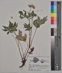 Hydrophyllum virginianum image