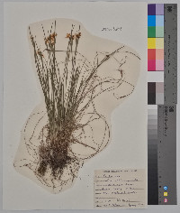 Sisyrinchium campestre image