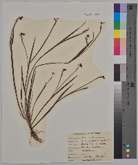 Sisyrinchium campestre image