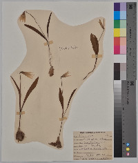 Erythronium albidum image