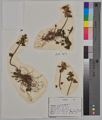 Lamium maculatum image