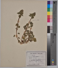 Lamium purpureum image