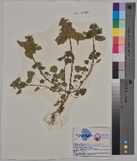 Lamium purpureum image