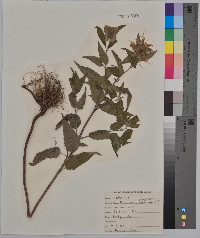 Monarda citriodora image