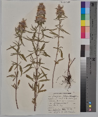 Monarda citriodora image