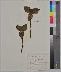 Trillium sessile image