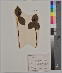 Trillium sessile image