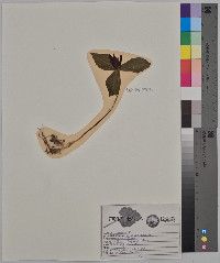 Trillium sessile image