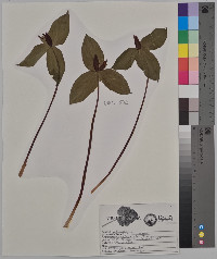 Trillium sessile image