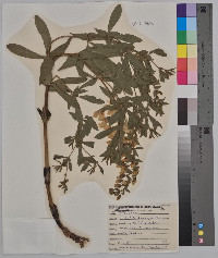 Baptisia bracteata image
