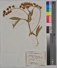 Lathyrus latifolius image