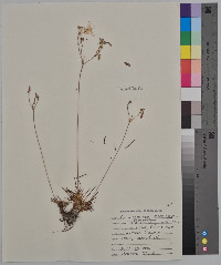 Phemeranthus calycinus image