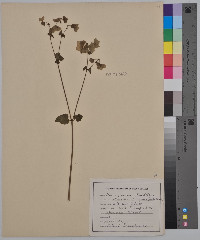 Mirabilis nyctaginea image