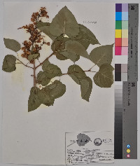 Syringa vulgaris image