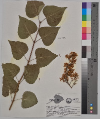 Syringa vulgaris image