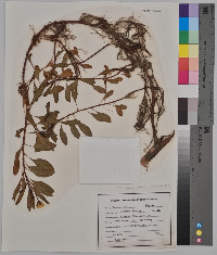 Ludwigia peploides image