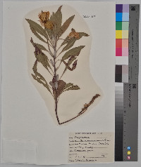 Oenothera macrocarpa image