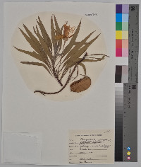 Oenothera macrocarpa image