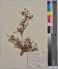 Oxalis corniculata image