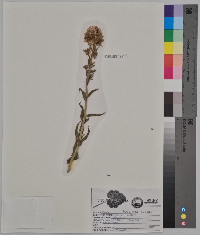 Collomia linearis image