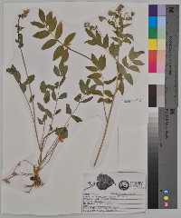 Polemonium reptans image