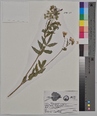 Polemonium reptans image