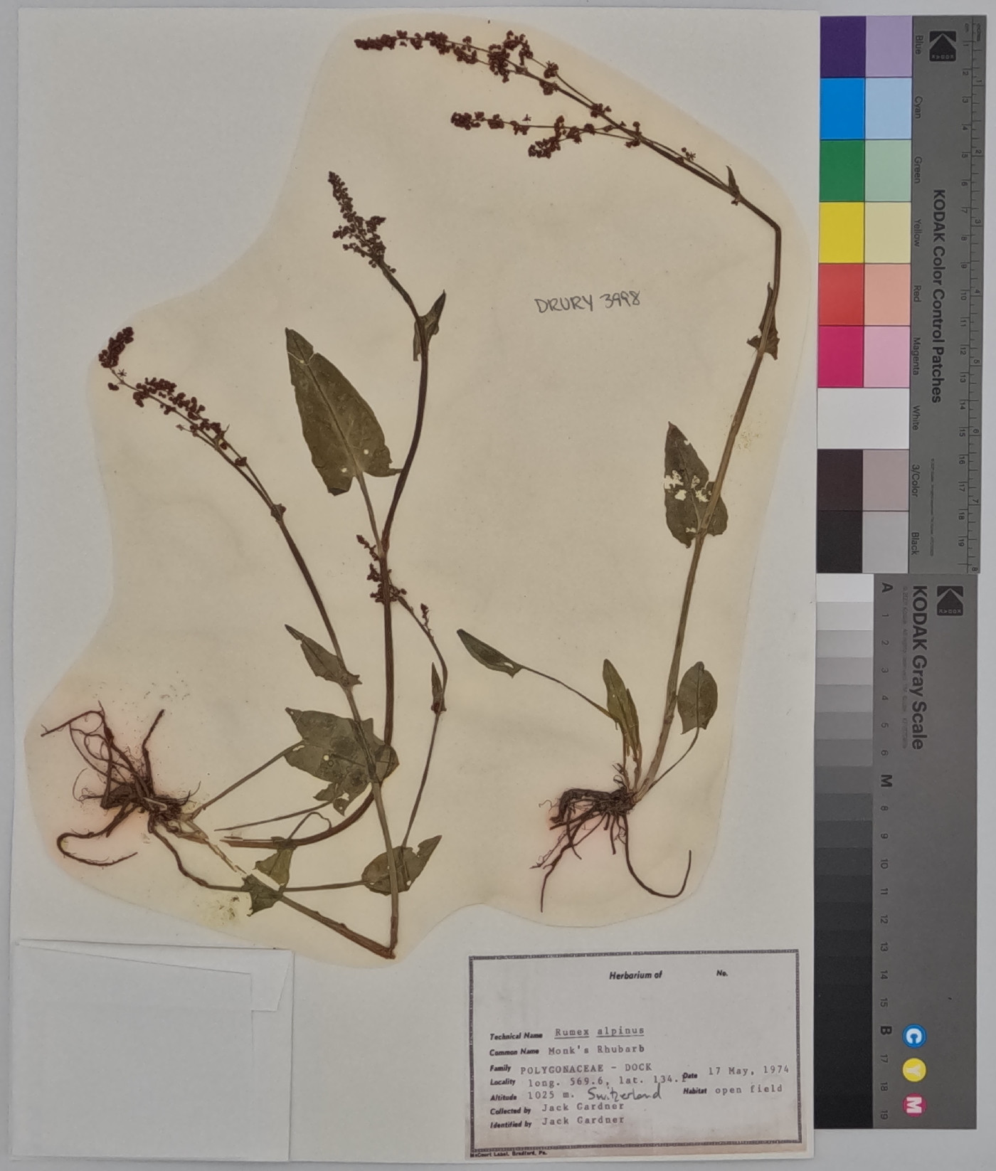 Rumex alpinus image