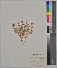 Lysimachia arvensis image