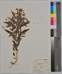 Lysimachia lanceolata image