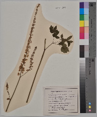 Actaea racemosa image