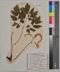 Actaea racemosa image