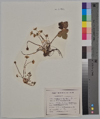 Hepatica nobilis image