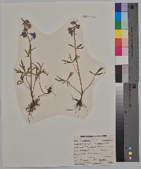 Delphinium tricorne image