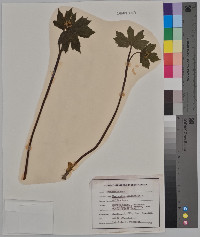 Hydrastis canadensis image